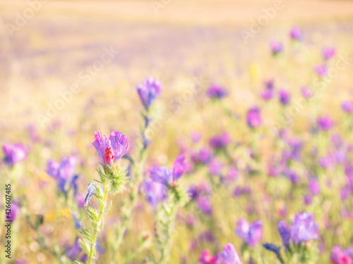 Macro view of a purple wild flower (Echium plantagineum) on an unfocused background of colored flowers giving an oil painting feel