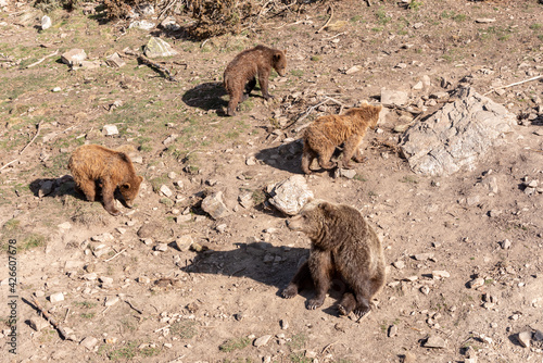 Brown bear and her cubs in the Naturlandia animal park in the Pyrenees in Andorra photo