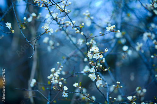 white spring blossoms on blue background