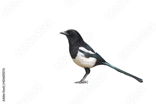 Fotografia magpie bird subject cut out and placed on a white background