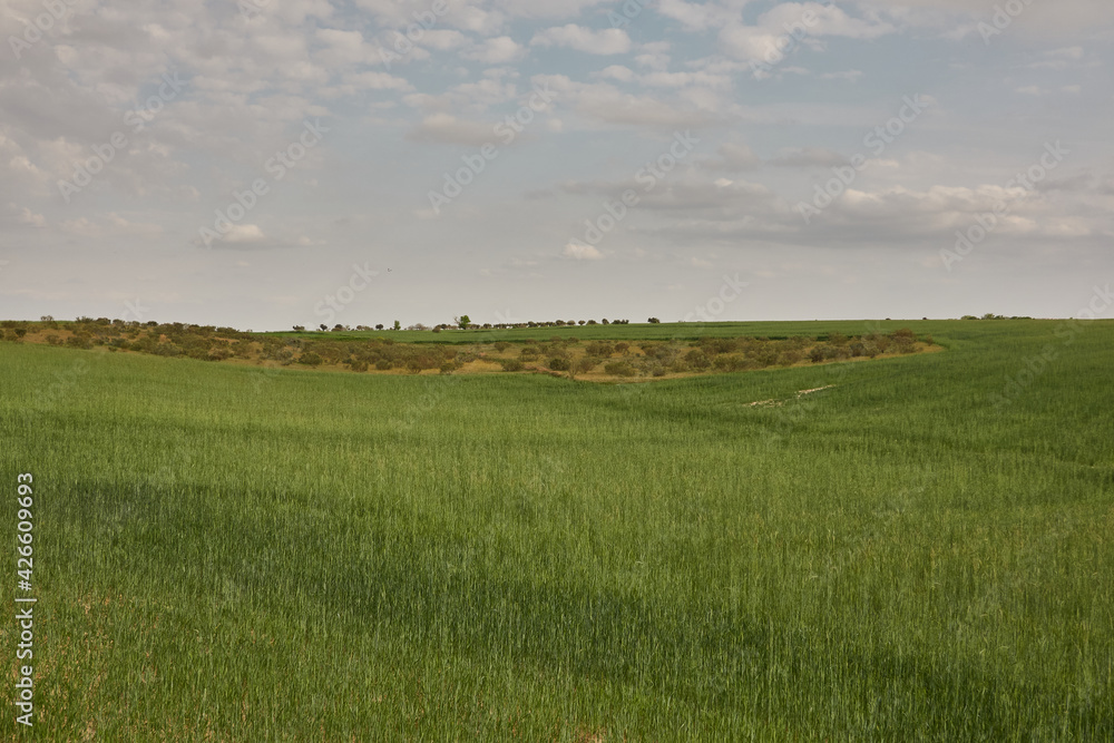 Wheat fields near Boadilla del Monte in the Community of Madrid. Spain