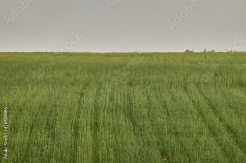 Wheat fields near Boadilla del Monte in the Community of Madrid. Spain photo