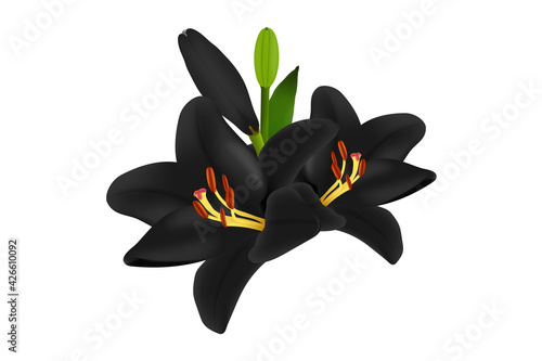 Black funeral 3d lily flower blossom isolated on white background. Obituary memorial, gravestone card concept design.  Vector illustration