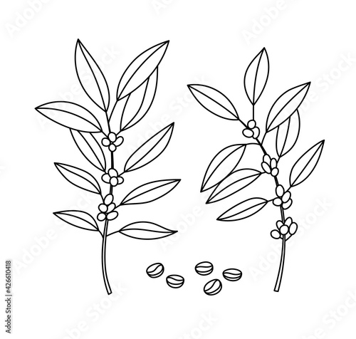 Vector illustration of a coffee tree branches, with beans. Line art. Suitable for cafes, coffee producers, and shops.