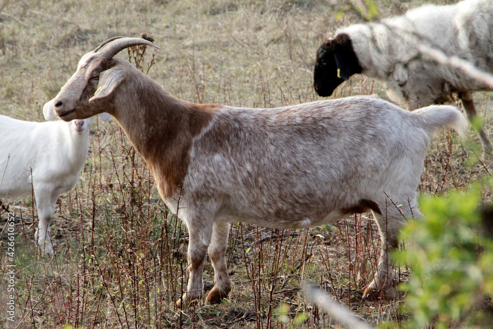 Fototapeta premium Schaf, Ziege, Weidetier, Geisa, Biosphaerenreservat Rhoen, Thueringen, Deutschland, Europa -- Sheep, Goat, Grazing animal, Geisa, Rhoen Biosphere Reserve, Thuringia, Germany, Europe