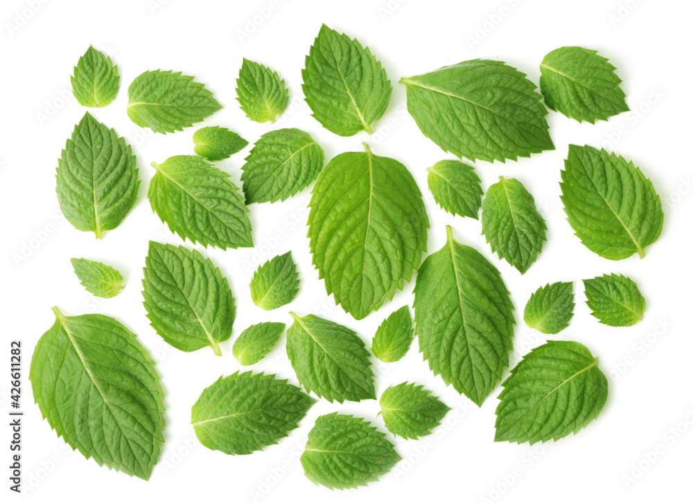 The layout of the mint leaves on white background. Lots of mint leaves. Background of mint leaves. top view on white background, horizontal orientation The layout of the mint leaves on white background. Lots of mint leaves. Background of mint leaves. top view on white background, horizontal orientation