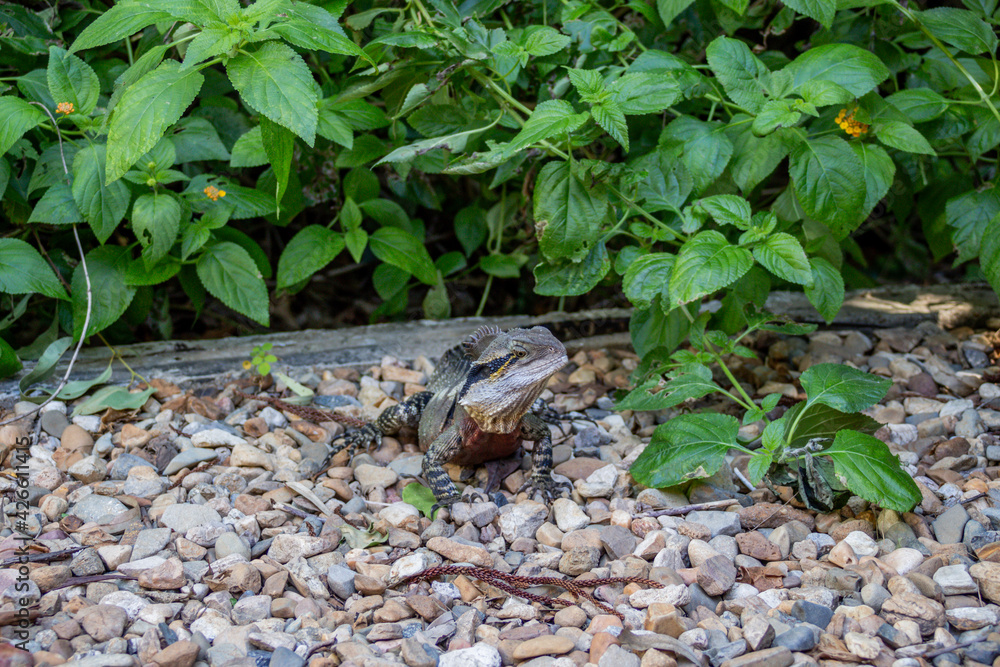 lizard on the ground lizard on the ground