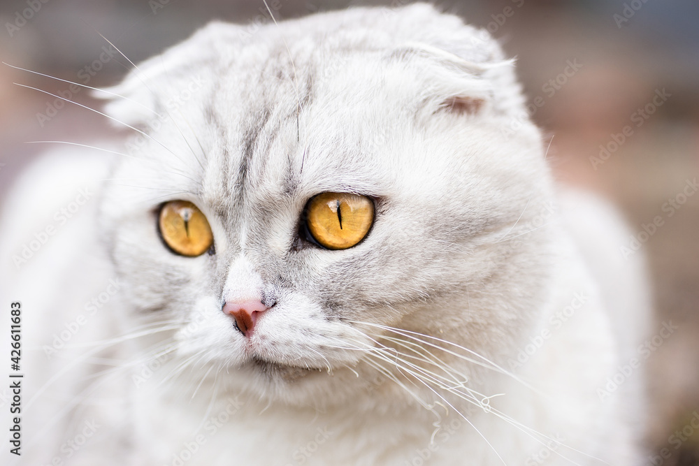 Grey cat on the grass. Grey cat on the grass.