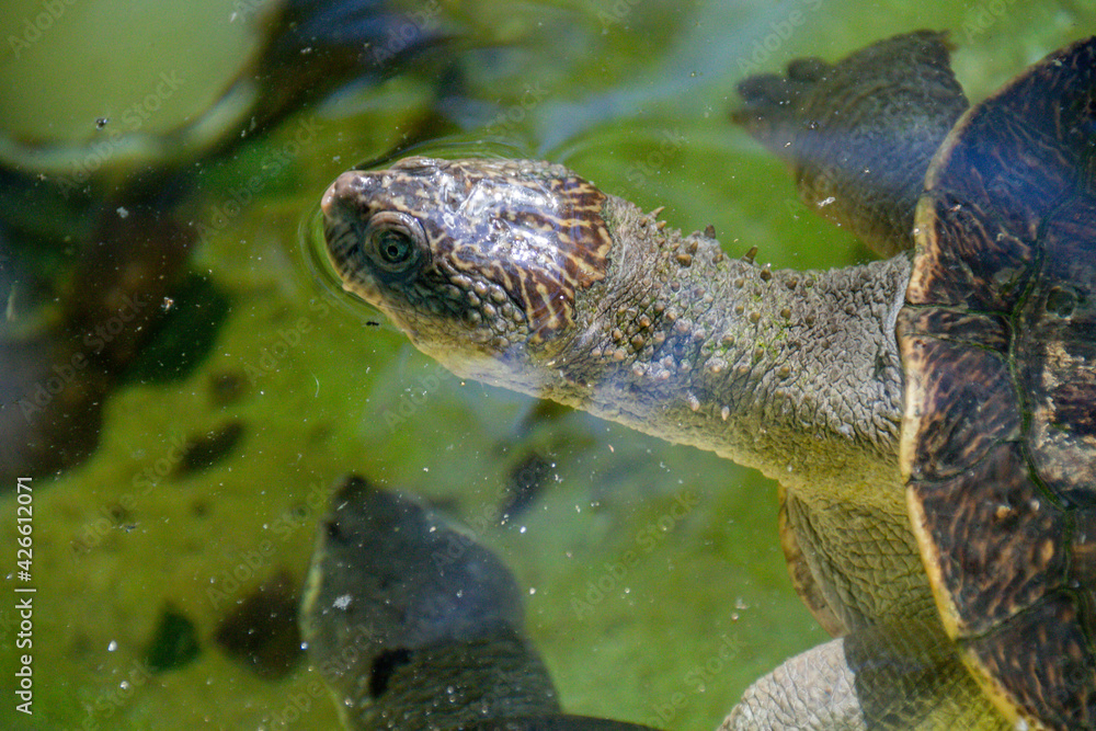 Obraz premium turtle swimming in the water