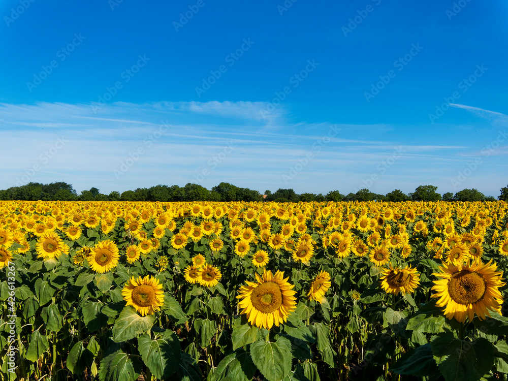 Obraz premium Paysages de campagne, champ de tournesol, coteaux et plaines fertiles de la grande Limagne en Allier, centre d'Auvergne