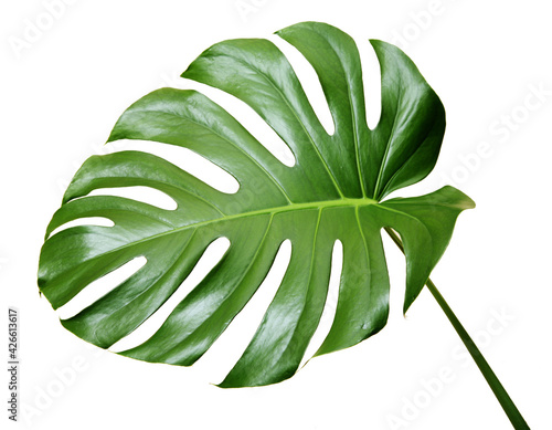 Leaf of a monstera (isolated on white)
