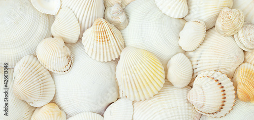Summer nature background of white scallops