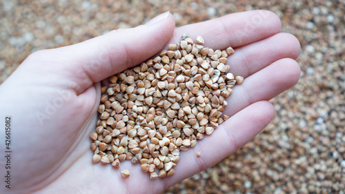 Buckwheat in hand. Female hand holds a handful of buckwheat on a texture background photo