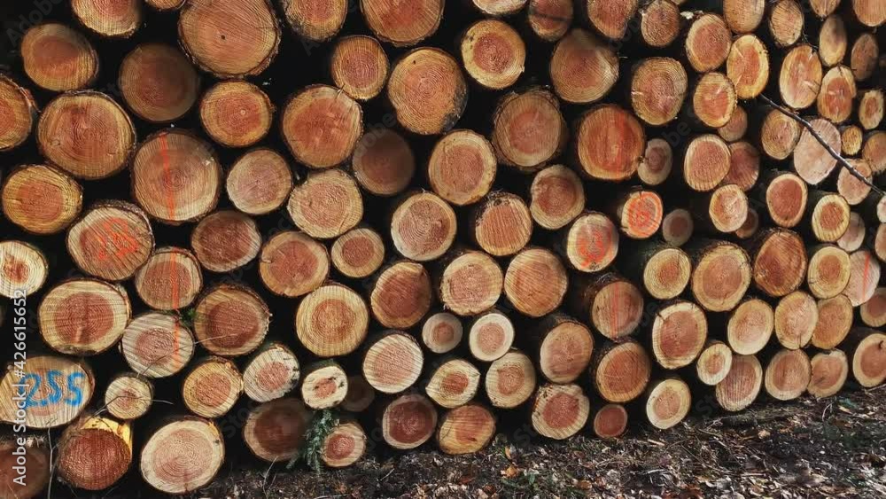 Stacked wooden pine tree logs for lumber in the forest of the city of Harderwijk, NLD. Slider left to right. Stacked wooden pine tree logs for lumber in the forest of the city of Harderwijk, NLD. Slider left to right.