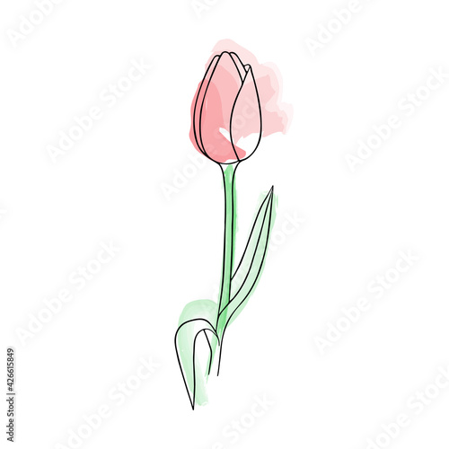 Hand-drawn flower, tulip. Simple botanical sketch, line, floral drawing, minimalism.Doodle style with imitation watercolor's brush strokes. Isolated on a white background.Vector illustration.