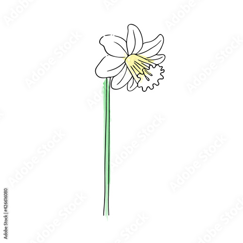 Hand-drawn flower, narcissus. Simple botanical sketch, line, floral drawing, minimalism. Doodle style with imitation watercolor's brush strokes. Isolated on a white background. Vector illustration.