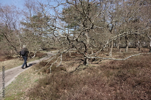 Person walking in the woodland of Solleveld in The Hague photo