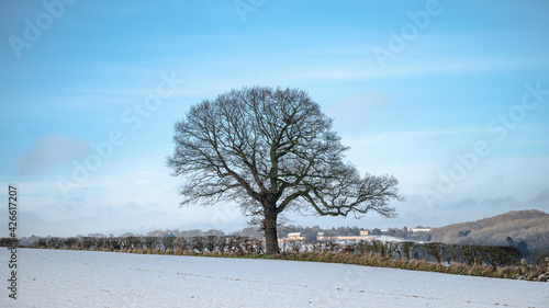 Winter tree silhouette