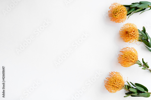 Close up shot of beautiful pincushion protea flower with vivid orange yellow-orange inflorescence. Tropical african sugarbush plant isolated on white. Background, copy space for text. photo
