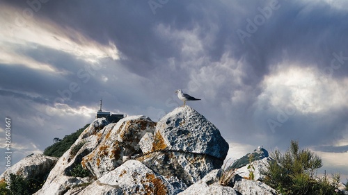 landscape in the rock of gibraltar with seagull