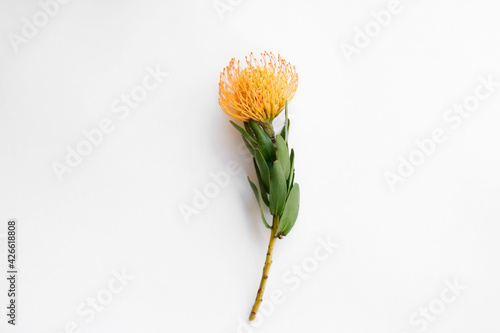 Close up shot of beautiful pincushion protea flower with vivid orange yellow-orange inflorescence. Tropical african sugarbush plant isolated on white. Background, copy space for text. photo