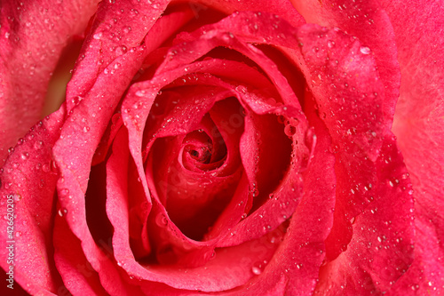 Beautiful pink rose flower with water drops as background  closeup