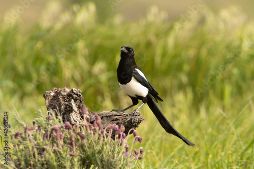 Common magpie in its breeding territory with the first light of day in a Mediterranean bush