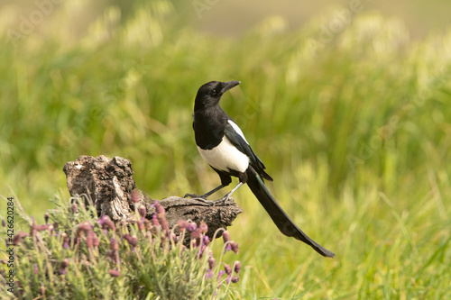 Common magpie at his favorite innkeeper in the late afternoon lights