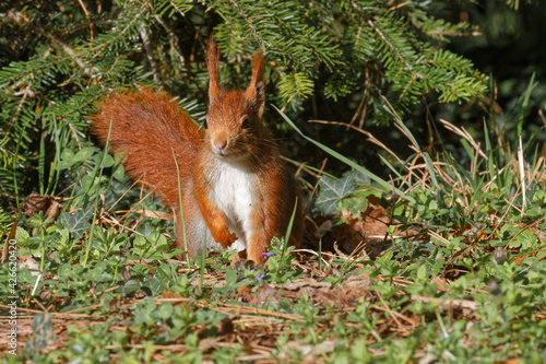 A red european squirrel on the ground