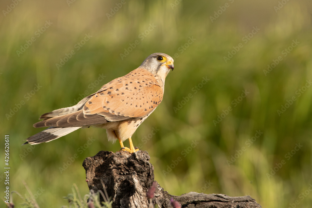 Fototapeta premium Male Common kestrel at his favorite perch with a field mouse hunted in the late afternoon lights