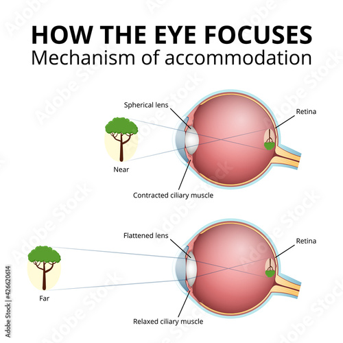 structure of the eyeball, lens accommodation mechanism