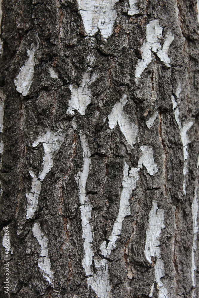 Obraz premium bark of a tree