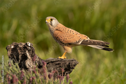 Foto Male Common kestrel at his favorite perch in the late afternoon lights