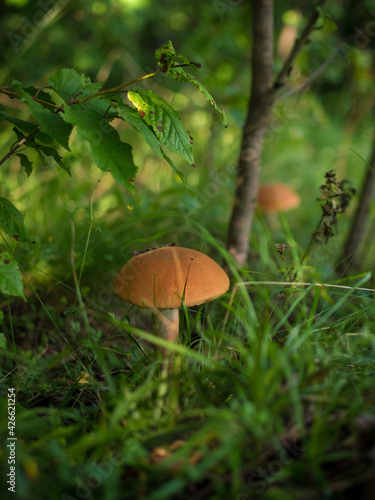 mushroom in the tall grass