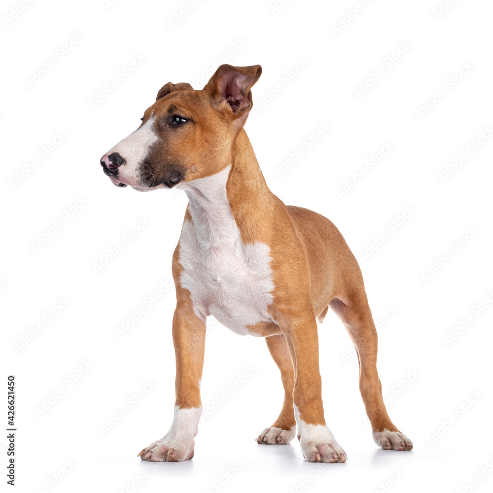 Handsome brown with white Bull Terrier dog, standing facing front. Looking side ways showing profile. Isolated on white background.