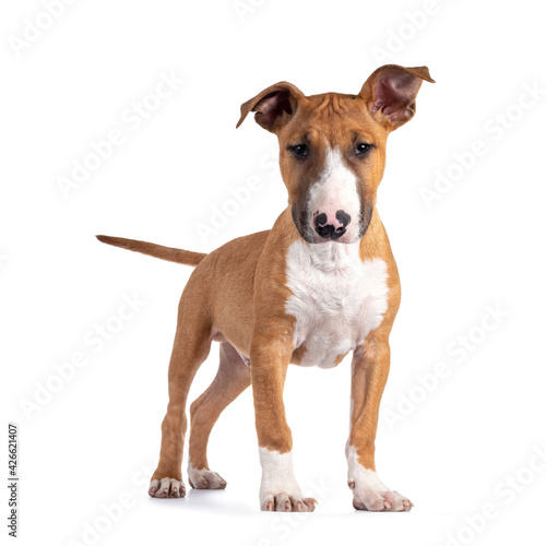 Handsome brown with white Bull Terrier dog  standing facing front. Looking beside camera. Isolated on white background. Head slightly  down.