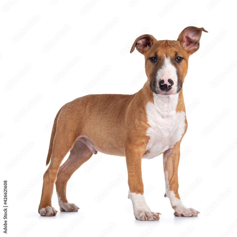 Handsome brown with white Bull Terrier dog, standing side ways. Looking straight at camera. Ears cute uneven. Isolated on white background.