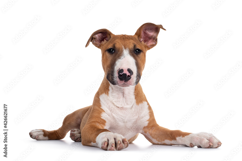 Handsome brown with white Bull Terrier dog, laying down facing front. Looking straight at camera. Isolated on white background.