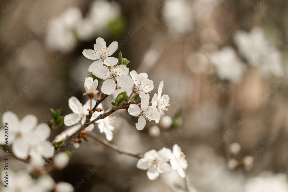 Fruchtblüten Fruchtblüten