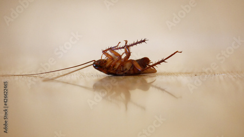 dead cockroach on its back