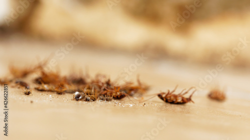 Photos dead cockroaches on the ground