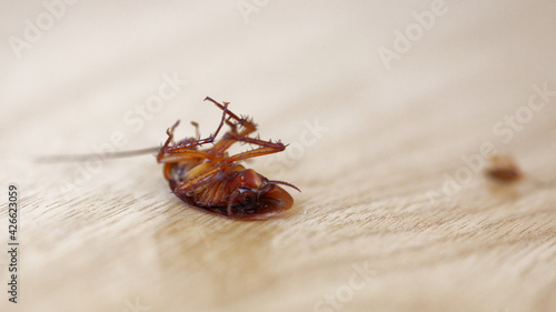 dead cockroach on the ground