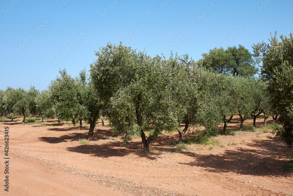Fototapeta premium Olea europaea trees 