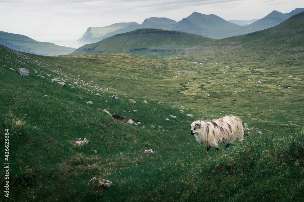 Fototapeta premium White sheep in front of cliffs, islands and coastline on Faroe Islands, rock formation Risin og Kellingin.