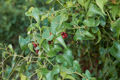 Smilax aspera photo