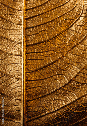 Golden Christmas flower leaf as background. Poinsettia. Texture.