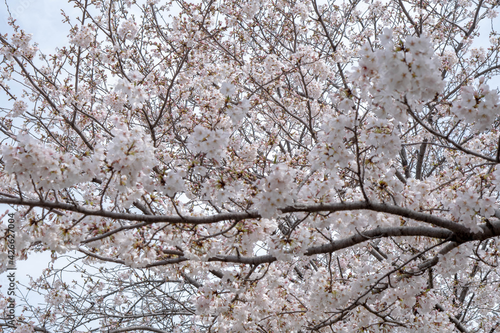 Beautiful spring cherry blossoms in Japan Beautiful spring cherry blossoms in Japan