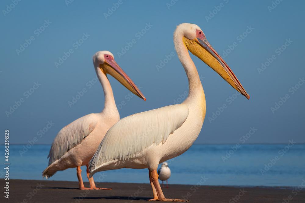 Wild african birds. A group of several large pink pelicans stand in the lagoon on a sunny day Wild african birds. A group of several large pink pelicans stand in the lagoon on a sunny day