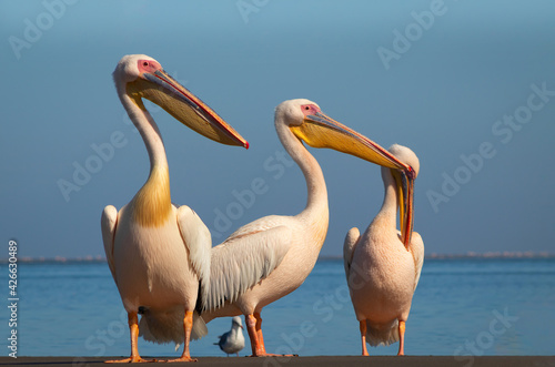 Wild african birds. A group of several large pink pelicans stand in the lagoon on a sunny day