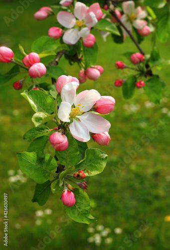 The apple tree bloomed
